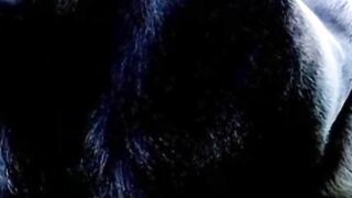 About gorilla