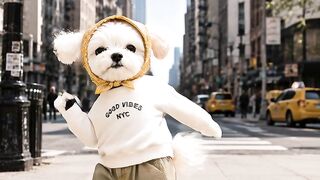 Dance aword
