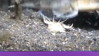 Cacing Bobbit merupakan salah satu predator penyergap paling mengerikan di lautan