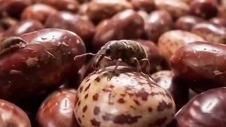 A Circle of Life: The Secret Life of a Bean Weevil 🫘🪲