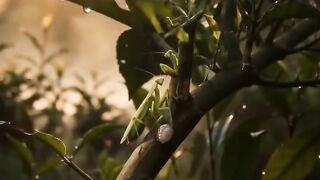 A Circle of Life: The Secret Life of a Praying Mantis 🦗