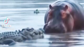 That crocodile had it coming 😂😂