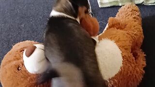 Little dog and large bear :)