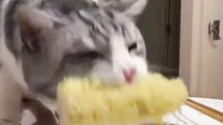 miawww 2