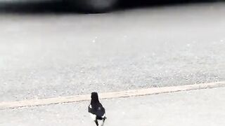 Clever bird.. funny, LOL😅