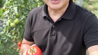 Tomato 6