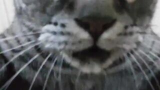 Only cats can do things like this 🤣