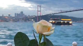 beautiful rose