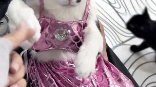 Chineese cat🤣