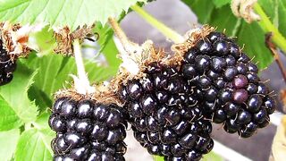 Blackberry 2