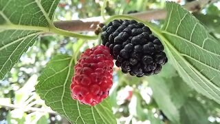 Mulberry. Buah Murbei