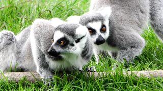 : 🇲🇬 Cet animal extraordinaire vient de Madagascar !