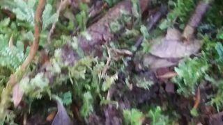 Tiger tracks on Mount Patah