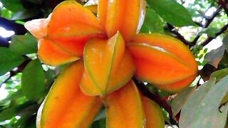 Belimbing. Star Fruit. Starfruit