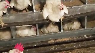 Panting in the Broilers breeders
