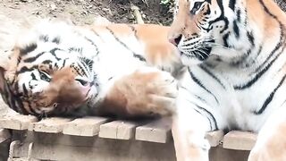 Must watch about tigers