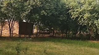 گاؤں کے رنگ