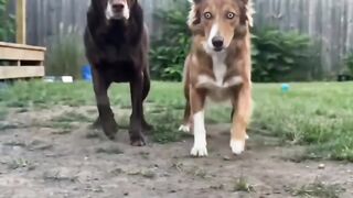 Funny doge 2