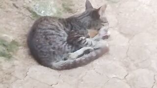 Pussycat 5