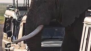 Sola Safari Travels