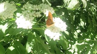 Butterfly 22
