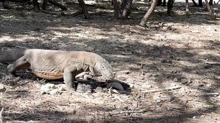 Komodo Dragon 3