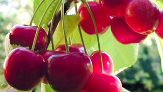 Cherry Vietnam