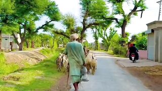 My Village life