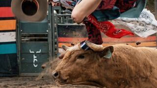 Hit the bull