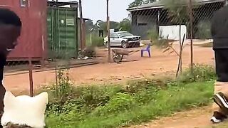 Dogs Protection Funny