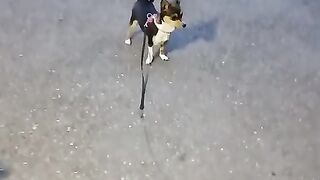 Little dog goes home