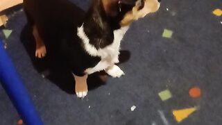 Little puppy is very sad...