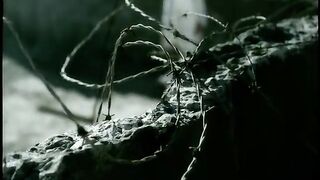 Sous l'oeil de l'ange k-Maro