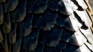 This Animal Can Regrow Its Own Brain 🤯 #shorts #reels #animal #usa