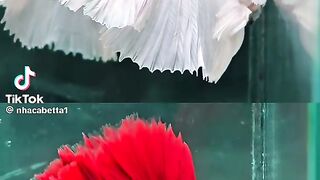 White and Red Beautiful Fishes