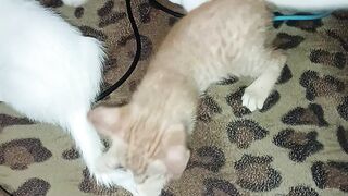 Cat Journey - Day 1