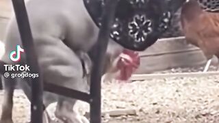 Dogs mentalitiy