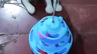 Two curious cats, one irresistible toy! 🐱🐾 Let the fun begin! 💙😻