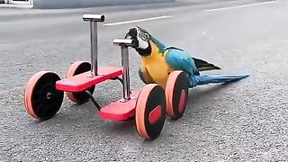 Parots bicycle
