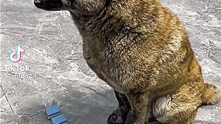 Clever dog to play