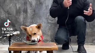 Clever pet