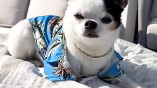 Puppy 8
