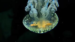 Close Up of Spotted Jellyfish with Orange Center Floating in Dark Aquarium 4K