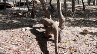 Komodo Dragon 3