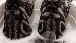 Funny Cats 67