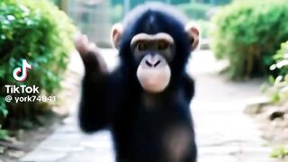 Dancing monkey 2