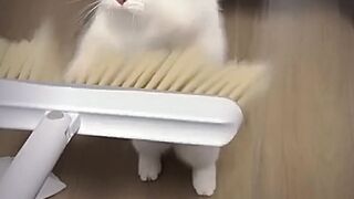 funny animals part 12
