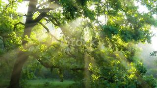 The Beauty of Nature 🌿✨