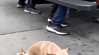 Clever dog 3