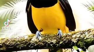 Real Brids Sounds